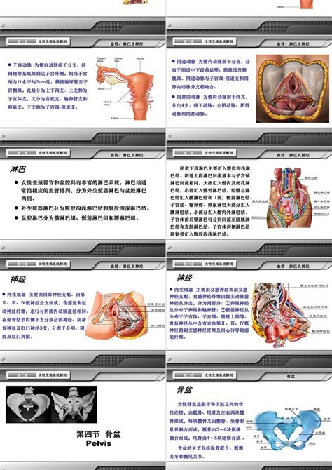 私处|解剖学高清图谱 女性生殖系统